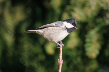 Obraz premium A coal tit sits on top of the branch perpendicular to the camera lens on a sunny winter day. 