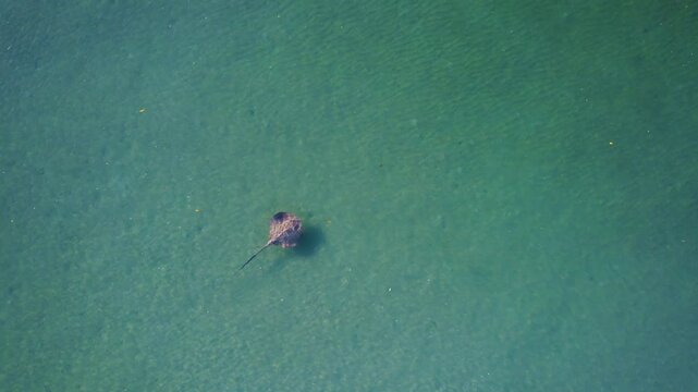 Aerial view of Cygnet Bay Pearl Farm with leopard whipray and clear blue water, Broome, Australia.