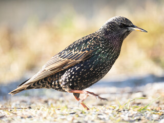 Star (Sturnus vulgaris)