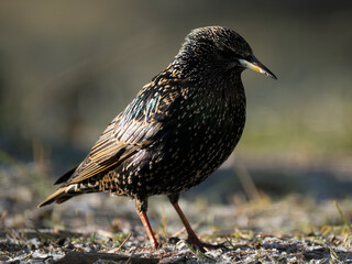 Star (Sturnus vulgaris)