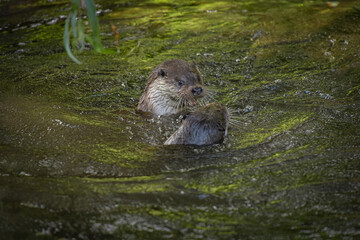 View on a couple of otters fighting in a watercourse