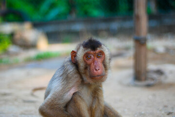 Long-tailed macaques are ecologically diverse and in Malaysia we can see a group of them in coastal lowland forests and the swamp forests.