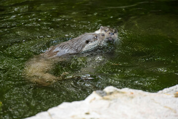 View on a couple of otters fighting in a watercourse
