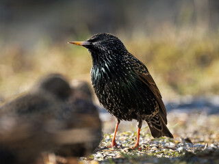 Star (Sturnus vulgaris)