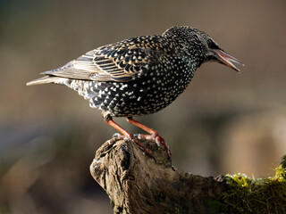 Star (Sturnus vulgaris)