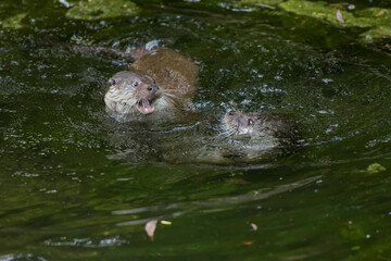 View on a couple of otters fighting in a watercourse