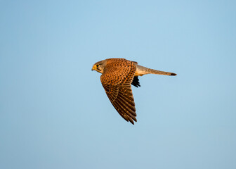 Fototapeta premium Turmfalke (Falco tinnunculus)