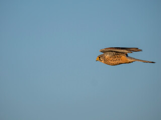 Turmfalke (Falco tinnunculus)