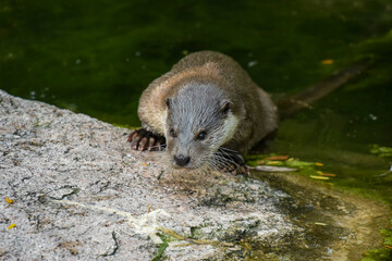 view on an otter in a watercourse