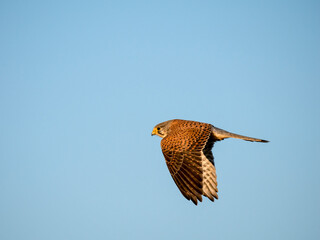 Turmfalke (Falco tinnunculus)