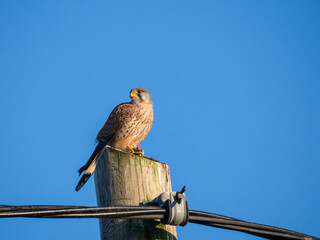 Turmfalke (Falco tinnunculus)