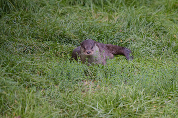 view on an otter in a watercourse