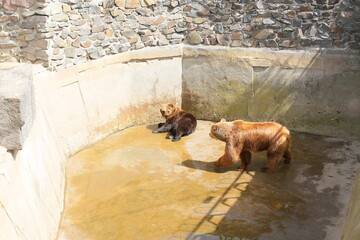 Enclosure with Stone Wall Background, animals in captivity, suffering of animals and birds in captivity.