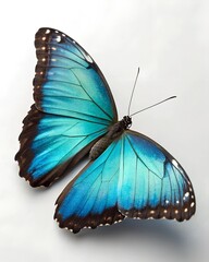 Beautiful colorful butterfly with blue wings, a macro insect from nature