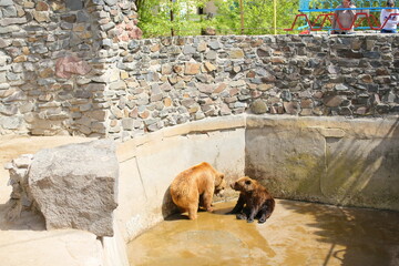 Enclosure with Stone Wall Background, animals in captivity, suffering of animals and birds in captivity.