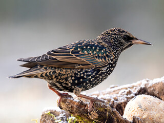 Star (Sturnus vulgaris)