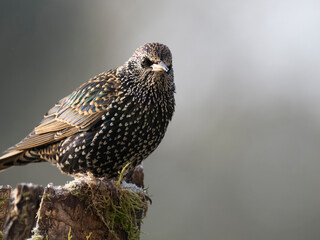 Star (Sturnus vulgaris)