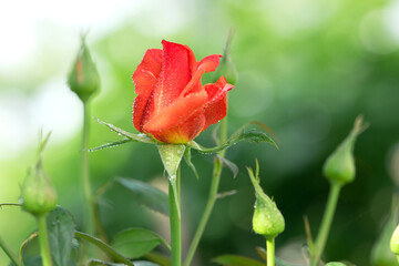 beautiful perfect pink rose with dew drops on the petals. Beautiful summer background, rose flower...