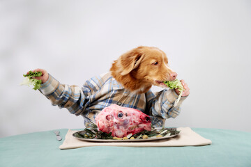 A Nova Scotia Duck Tolling Retriever in a plaid shirt holds greens with its paw while sitting at a...