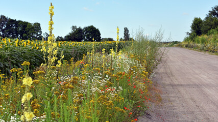 flowers at the roadside. meadow flowers and herbs. Cornflower, Verbascum, flowers of Arable Fields....