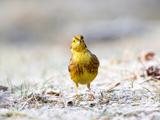 Goldammer (Emberiza citrinella)
