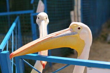 white pelican, animals in captivity, suffering of animals and birds in captivity.