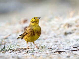 Goldammer (Emberiza citrinella)
