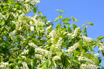Bird Cherry in Bloom with blue and clear sky