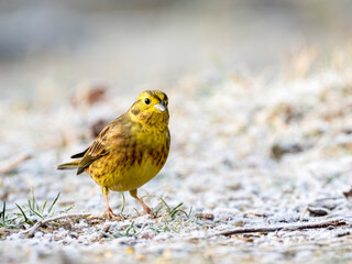 Goldammer (Emberiza citrinella)