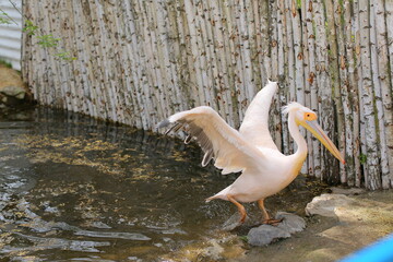 white pelican, animals in captivity, suffering of animals and birds in captivity.