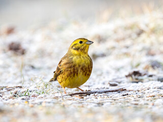 Goldammer (Emberiza citrinella)