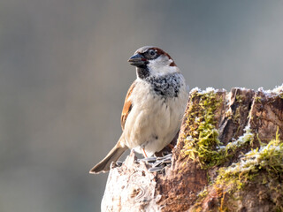 Haussperling (Passer domesticus)