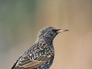 Star (Sturnus vulgaris)