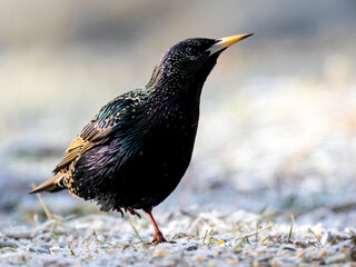 Star (Sturnus vulgaris)