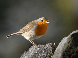 Fototapeta premium Rotkehlchen&nbsp;(Erithacus rubecula)