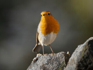 Rotkehlchen (Erithacus rubecula)