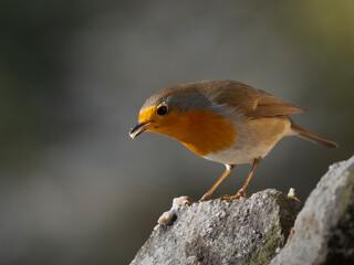 Rotkehlchen (Erithacus rubecula)