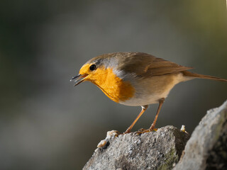 Rotkehlchen (Erithacus rubecula)