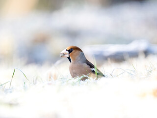 Kernbeißer (Coccothraustes coccothraustes)