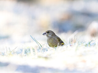 Grünfink (Chloris chloris)