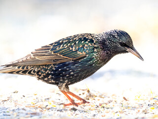Star (Sturnus vulgaris)
