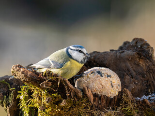 Blaumeise (Cyanistes caeruleu)