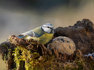 Blaumeise (Cyanistes caeruleu)