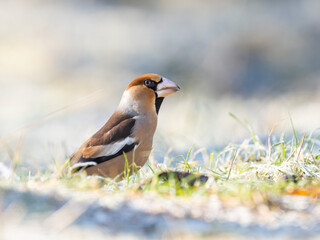Fototapeta premium Kernbeißer&nbsp;(Coccothraustes coccothraustes)