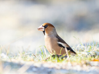 Kernbei&szlig;er&nbsp;(Coccothraustes coccothraustes)