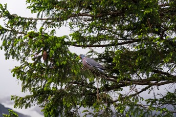 A dove sits on a spruce branch in a mountain forest.
