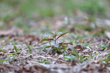 forest saplings