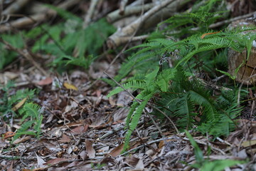 Paku pakis ialah tumbuhan vaskular tidak berbiji yang tergolong bersama pakis yang lain dalam alam tumbuhan yang digelar Pteridophyta © AZ PICTURES
