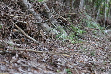 Paku pakis ialah tumbuhan vaskular tidak berbiji yang tergolong bersama pakis yang lain dalam alam tumbuhan yang digelar Pteridophyta © AZ PICTURES