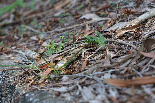 Paku pakis ialah tumbuhan vaskular tidak berbiji yang tergolong bersama pakis yang lain dalam alam tumbuhan yang digelar Pteridophyta
